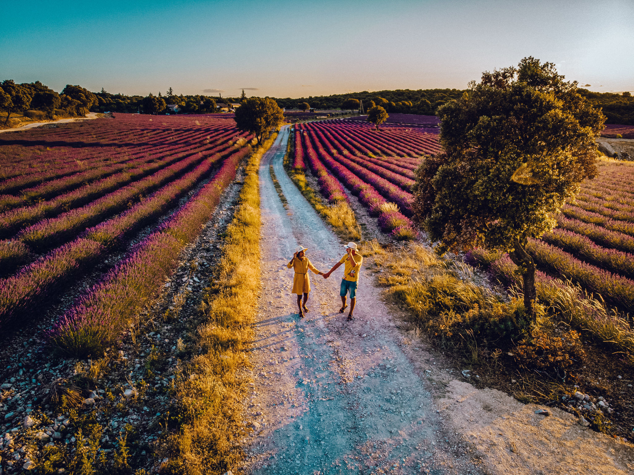 couple mid age men and woman on vacation in the Provence visiting the blooming lavender fields in France couple mid age men and woman on vacation in the Provence visiting the blooming lavender fields in France