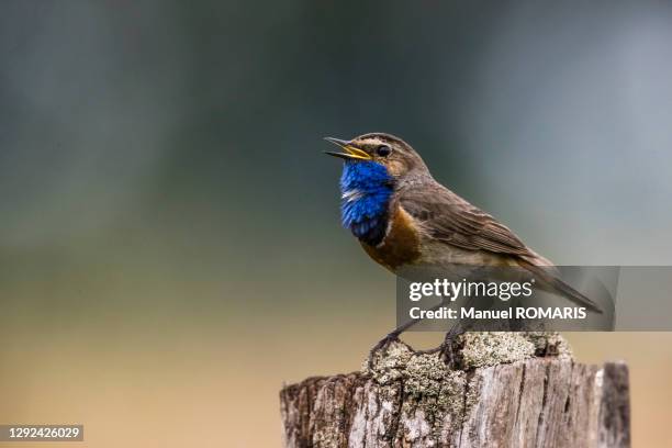 bluethroat singing, kalmthout, belgium - bird singing stock pictures, royalty-free photos & images