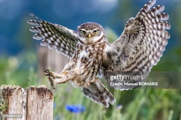 little owl landing, kalmthout, belgium - gufo foto e immagini stock