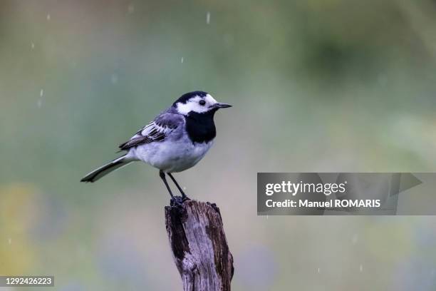 white wagtail, kalmthout, belgium - wagtail stock pictures, royalty-free photos & images