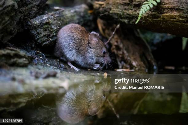 Mouse Rivver Mouse River Photos and Premium High Res Pictures - Getty Images