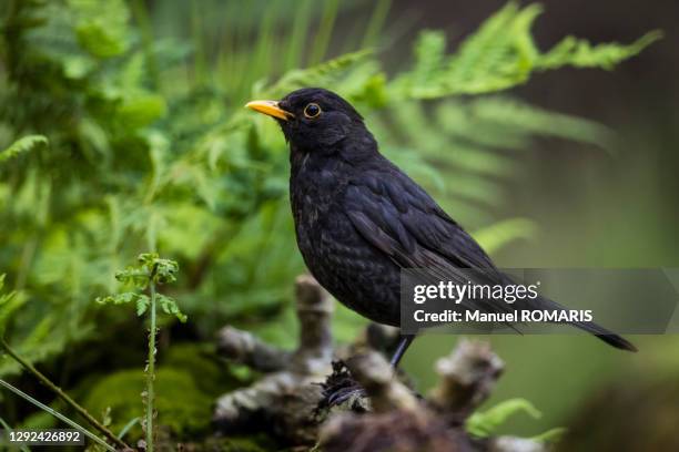 blackbird, kalmthout, belgium - blackbird stock pictures, royalty-free photos & images