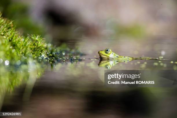 frog, kalmthout, belgium - pond stock pictures, royalty-free photos & images