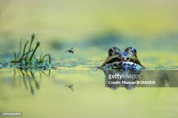 frog and fly, kalmthout, belgium - fly insect stock pictures, royalty-free photos & images