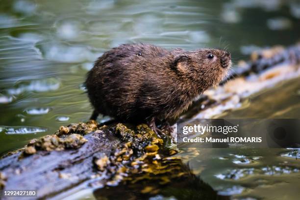 Dutch Water Rats 1,606 Water Rats Stock Photos, High-Res Pictures, and Images - Getty Images