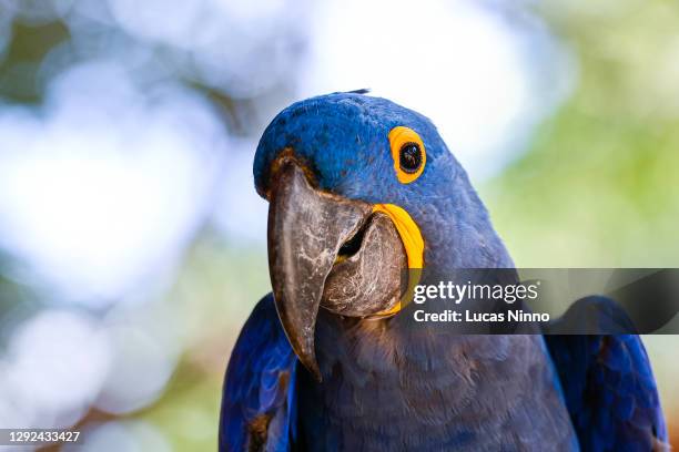 close-up of a hyacinth macaw (anodorhynchus hyacinthinus) - arara azul grande - endangered species bird stock pictures, royalty-free photos & images