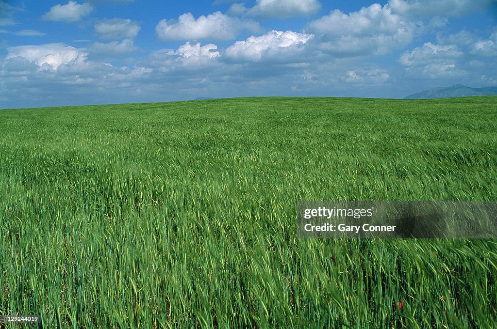 Wheat fields near Antequera, Spain