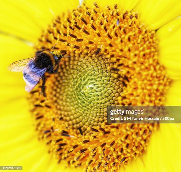 Sun Bee Sun Flowers Bee Photos and Premium High Res Pictures - Getty Images