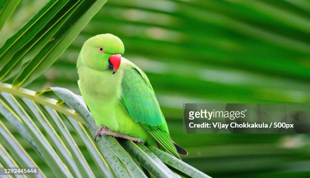 10,813 Green Parrot Photos and Premium High Res Pictures - Getty Images
