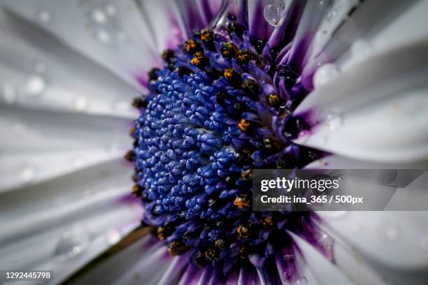 Shell Tynset Tynset Photos and Premium High Res Pictures - Getty Images