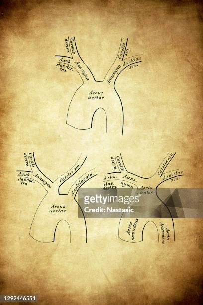 ilustraciones, imágenes clip art, dibujos animados e iconos de stock de esquema de las variedades de arterias derivadas del arco aórtico por disminución - aorta
