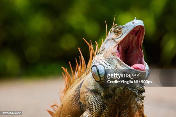 close-up of iguana - イグアナ ストックフォトと画像