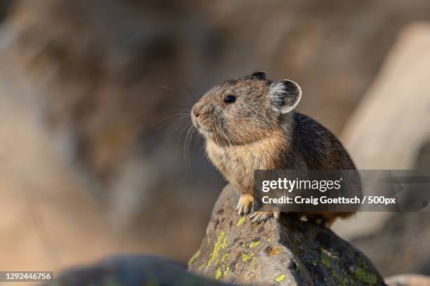 close-up of prairie dog on rock,yellowstone national park,united states,usa - pika - fotografias e filmes do acervo