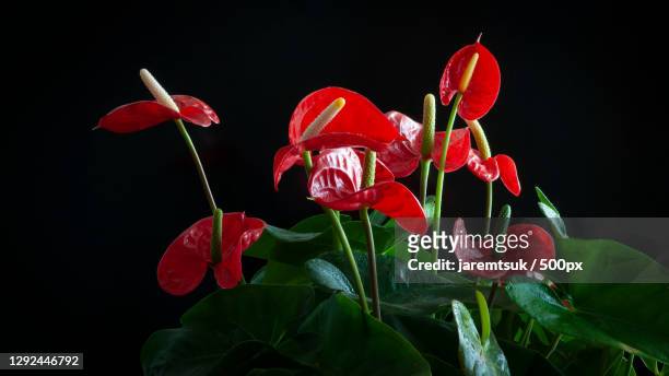 close-up of red flowering plant against black background - anthurium stock-fotos und bilder