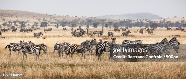 a group of zebras - zebra herd stock pictures, royalty-free photos & images