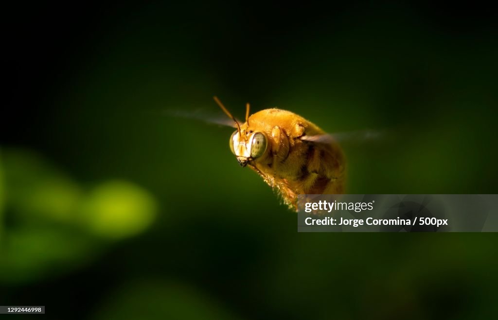 Labombom Insect Closeup Of Insect On Plant La Habana Cuba High-Res Stock Photo - Getty ...