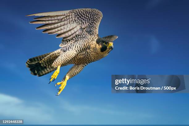 low angle view of hawk - peregrine falcon of prey flying against sky,huntington beach,california,united states,usa - peregrine falcon foto e immagini stock