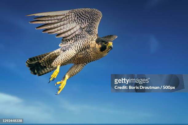 low angle view of hawk - peregrine falcon of prey flying against sky,huntington beach,california,united states,usa - peregrine falcon stockfoto's en -beelden