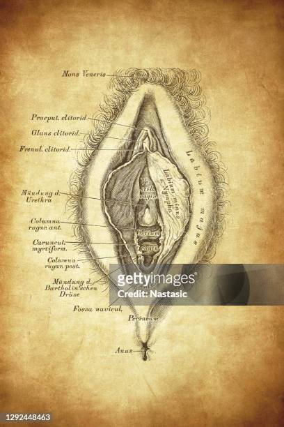 female reproductive organ - male crotch stock illustrations