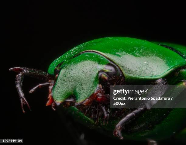 close-up of insect on leaf against black background - the beetle stock pictures, royalty-free photos & images