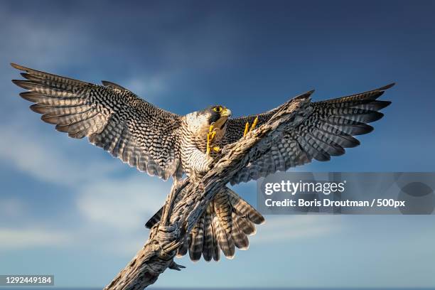 close-up of owl of prey flying over sea against sky,huntington beach,california,united states,usa - peregrine falcon stock-fotos und bilder
