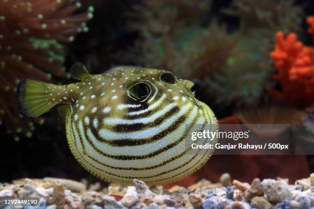 close-up of saltwater tropical puffer balloonfish swimming in sea,tangerang,indonesia - puffer fish stock pictures, royalty-free photos & images