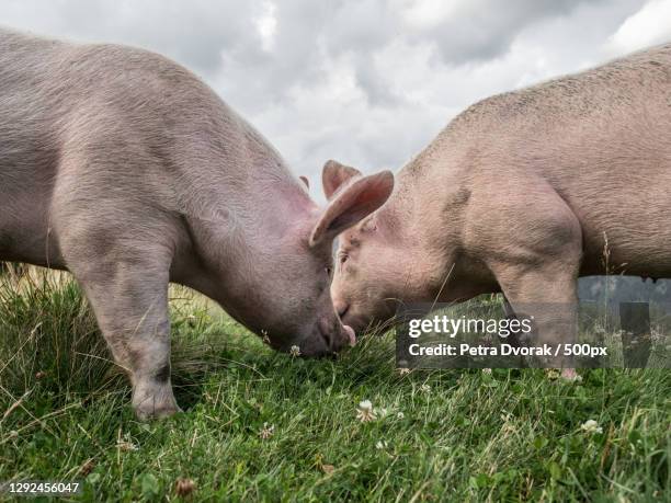 side view of domestic pig standing on grassy field against sky - pig snout stock-fotos und bilder