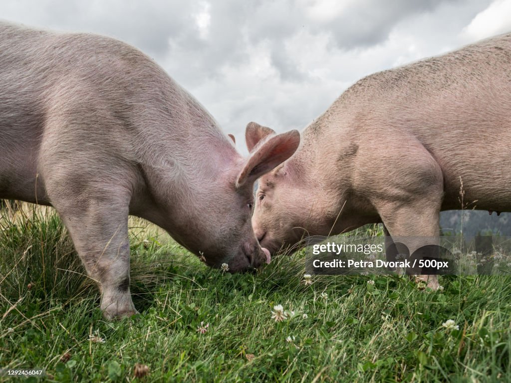 Side view of domestic pig standing on grassy field against sky