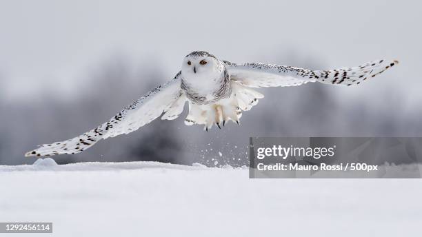 close-up of snowy owl flying on snow covered field,canada - búho nival fotografías e imágenes de stock