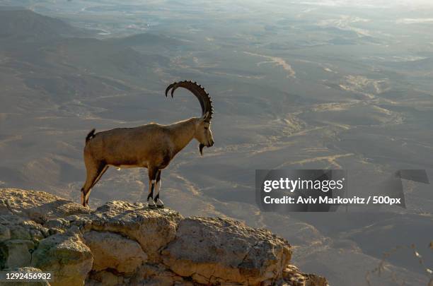 side view of ibex standing on rock - ibex fotografías e imágenes de stock