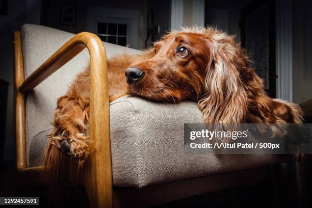 close-up of purebred irish setter relaxing on sofa at home - irish setter stock pictures, royalty-free photos & images