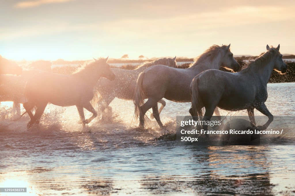 Wild White Horses of Camargue running on water at sunset France