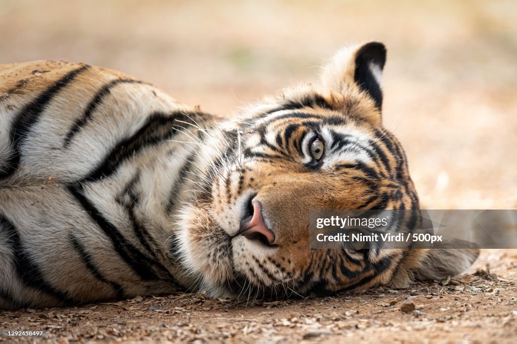 Close-up of tiger lying on field,Ranthambore National Park,Rajasthan,India