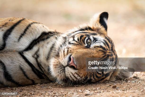 close-up of tiger lying on field,ranthambore national park,rajasthan,india - ranthambore national park stock pictures, royalty-free photos & images