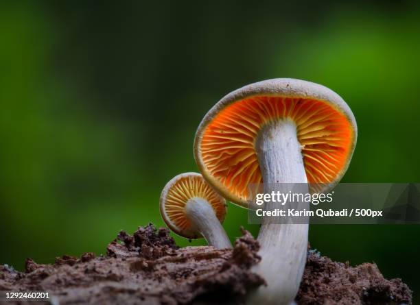 close-up of mushroom growing on field,silkeborg,denmark - mushroom fotografías e imágenes de stock