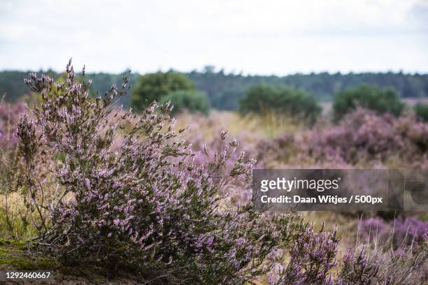 close-up of purple flowering plants on field against sky,beekhuizenseweg,jm rheden,netherlands - paars stock pictures, royalty-free photos & images