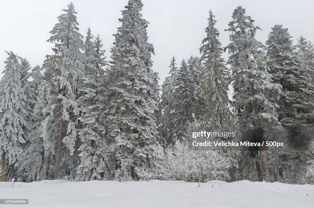 Trees on snow covered field against sky,Rila National Park,Bulgaria
