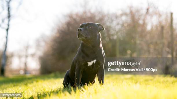 portrait of purebred terrier sitting on field,halmstad,sweden - staffordshire bull terrier stock pictures, royalty-free photos & images