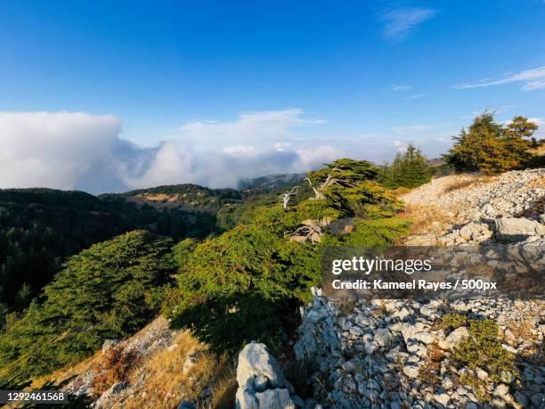 Barouk Spring 50 Barouk Stock Photos, High-Res Pictures, and Images - Getty Images