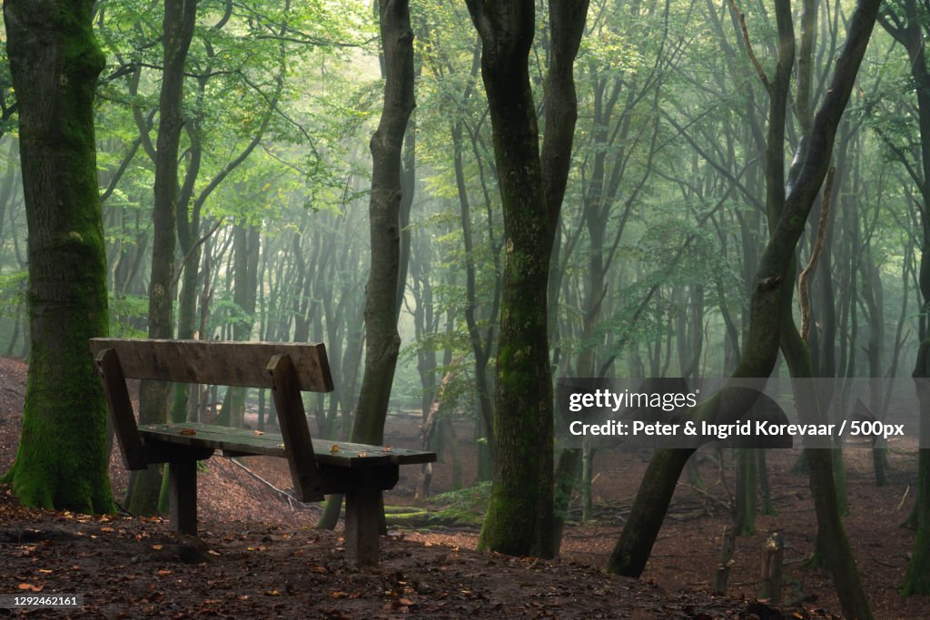 Empty bench in forest,Oude Prinsenweg,Putten,Netherlands