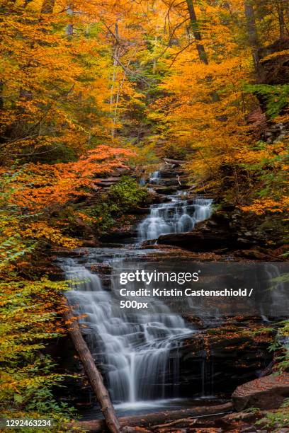 scenic view of waterfall in forest during autumn,ricketts glen state park,united states,usa - ricketts glen state park stock pictures, royalty-free photos & images