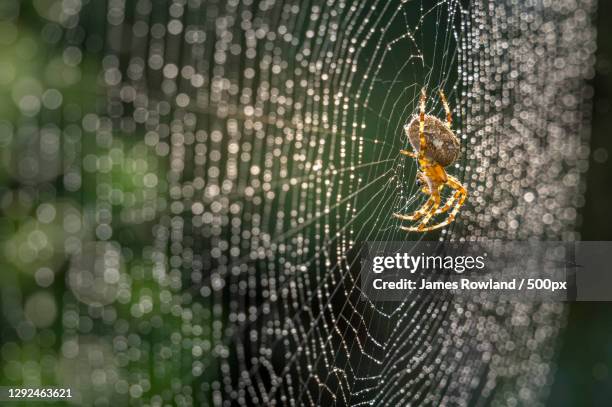 close-up of spider on web,ryarsh,west malling,united kingdom,uk - spinnentier stock-fotos und bilder