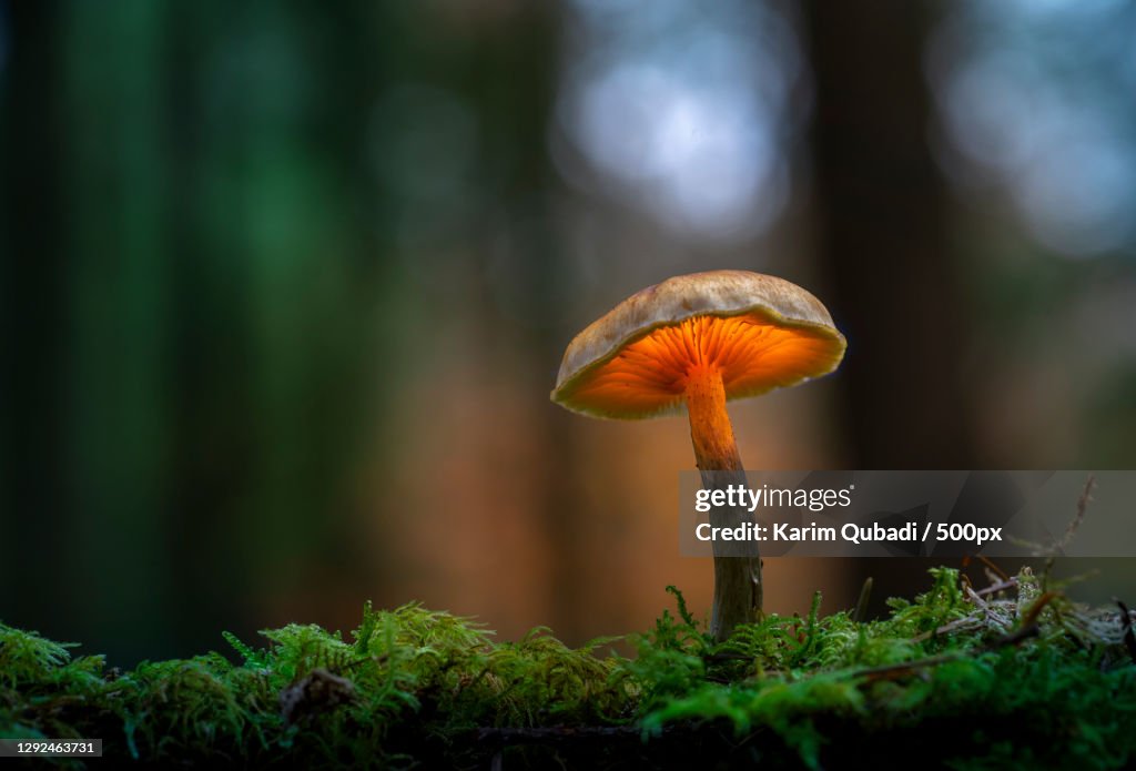 Close-up of mushroom growing on field,Silkeborg,Denmark