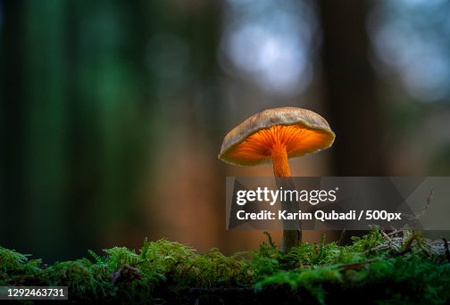 Close-up of mushroom growing on field,Silkeborg,Denmark Close-up of mushroom growing on field,Silkeborg,Denmark