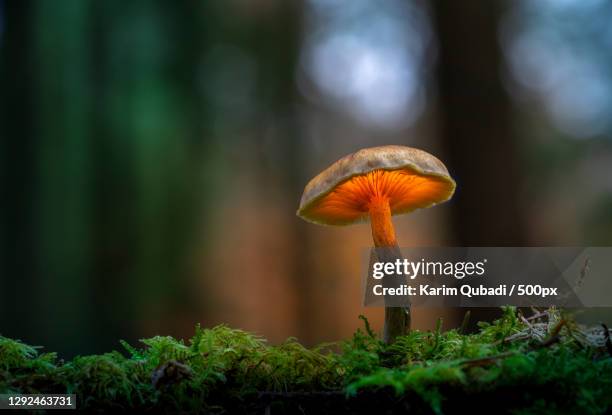 close-up of mushroom growing on field,silkeborg,denmark - edible mushroom stock pictures, royalty-free photos & images