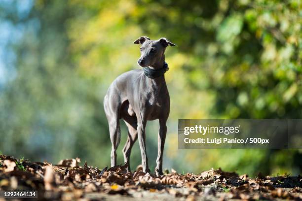 close-up of purebred italian greyhound standing on field,torre le nocelle av,italy - greyhound fotografías e imágenes de stock