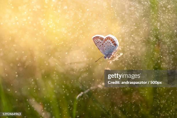 Spring Rains Butterfly Butterflies In The Rain Photos and Premium High Res Pictures - Getty Images