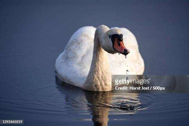 close-up of mute swan swimming on lake,germany - water bird stock-fotos und bilder