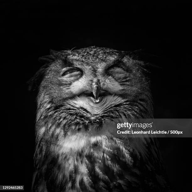 close-up portrait of bearded man against black background - great grey owl stock pictures, royalty-free photos & images