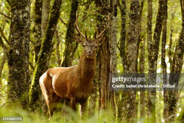 portrait of deer standing in forest,lalinde,france - aquitaine stock pictures, royalty-free photos & images